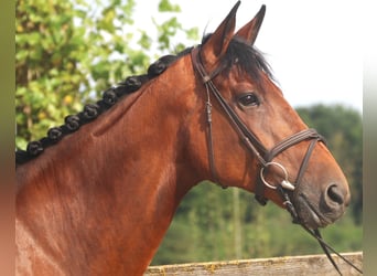 Belgian Sport Horse, Mare, 10 years, 16,2 hh, Brown