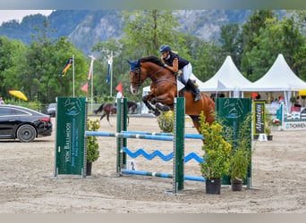 Belgian Sport Horse, Mare, 10 years, 16,3 hh, Brown