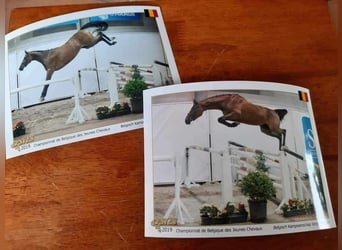 Belgian Sport Horse, Mare, 10 years, 16,1 hh, Bay