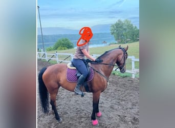 Belgian Sport Horse, Mare, 10 years, 16,2 hh, Bay