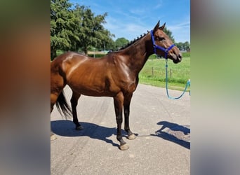 Belgian Sport Horse Mix, Mare, 11 years, 15.2 hh, Brown