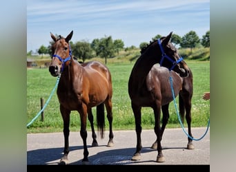 Belgian Sport Horse Mix, Mare, 11 years, 15.2 hh, Brown