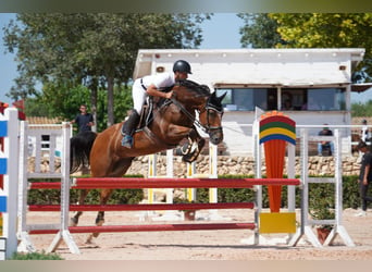 Belgian Sport Horse, Mare, 11 years, 16 hh, Brown-Light