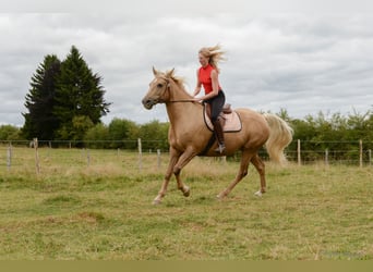 Belgian Sport Horse, Mare, 12 years, 15,2 hh, Palomino