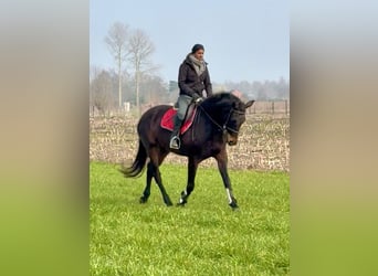 Belgian Sport Horse, Mare, 13 years, 15.2 hh, Bay-Dark