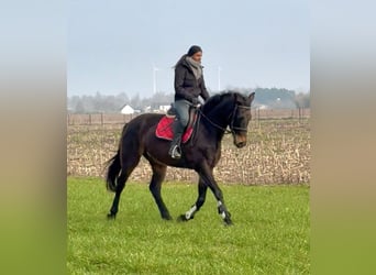 Belgian Sport Horse, Mare, 13 years, 15,2 hh, Bay-Dark