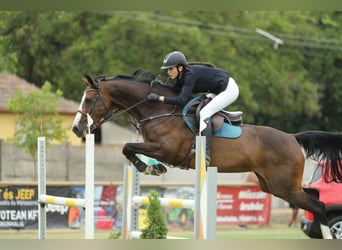 Belgian Sport Horse, Mare, 13 years, 16.1 hh, Bay