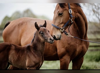 Belgian Sport Horse, Mare, 13 years, 16.2 hh, Brown Belgian Sport Horse, Mare, 13 years, 16.2 hh, Brown