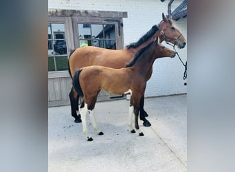 Belgian Sport Horse, Mare, 13 years, 16.2 hh, Brown Belgian Sport Horse, Mare, 13 years, 16.2 hh, Brown
