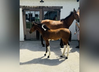 Belgian Sport Horse, Mare, 13 years, 16,2 hh, Brown