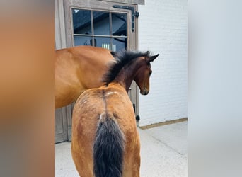 Belgian Sport Horse, Mare, 13 years, 16,2 hh, Brown