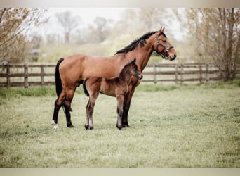 Belgian Sport Horse, Mare, 13 years, 16,2 hh, Brown