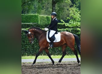 Belgian Sport Horse, Mare, 14 years, 16.1 hh, Brown