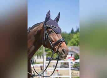 Belgian Sport Horse, Mare, 14 years, 16.1 hh, Brown