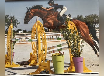 Belgian Sport Horse, Mare, 14 years, 16.1 hh, Brown