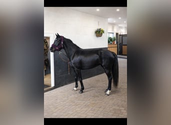Belgian Sport Horse, Mare, 15 years, 15,2 hh, Black