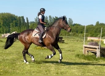 Belgian Sport Horse, Mare, 15 years, 16,3 hh, Bay-Dark