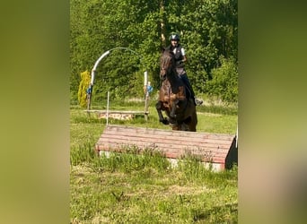 Belgian Sport Horse, Mare, 15 years, 16,3 hh, Bay-Dark
