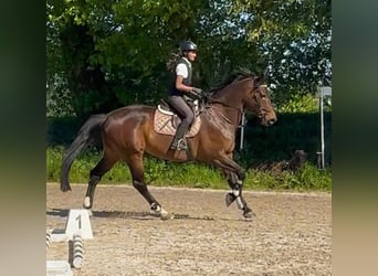 Belgian Sport Horse, Mare, 15 years, 16,3 hh, Bay-Dark