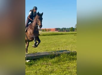 Belgian Sport Horse, Mare, 15 years, 16,3 hh, Bay-Dark