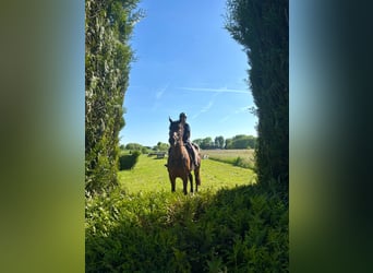 Belgian Sport Horse, Mare, 15 years, 16,3 hh, Bay-Dark