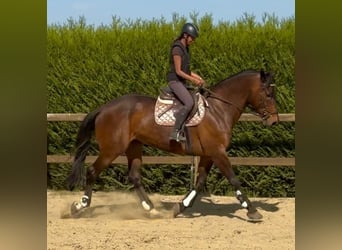 Belgian Sport Horse, Mare, 15 years, 16,3 hh, Bay-Dark