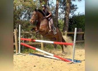 Belgian Sport Horse, Mare, 15 years, 16,3 hh, Bay-Dark
