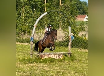 Belgian Sport Horse, Mare, 15 years, 16,3 hh, Bay-Dark