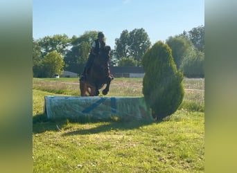 Belgian Sport Horse, Mare, 15 years, 16,3 hh, Bay-Dark