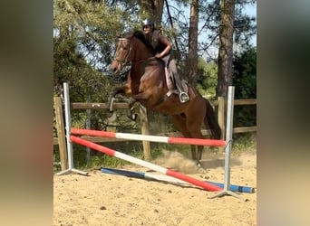 Belgian Sport Horse, Mare, 15 years, 16,3 hh, Bay-Dark