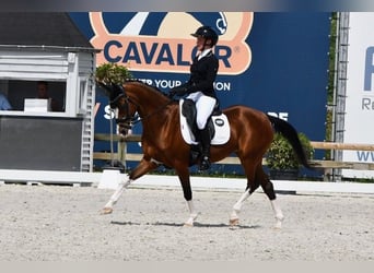 Belgian Sport Horse, Mare, 16 years, 14.1 hh, Brown