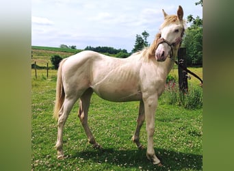 Belgian Sport Horse, Mare, 1 year, 15,2 hh, Champagne