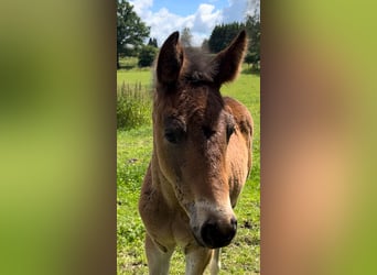 Belgian Sport Horse, Mare, 1 year, 16,3 hh, Smoky-Black