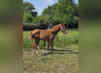 Belgian Sport Horse, Mare, 1 year, 16,2 hh, Chestnut-Red