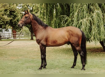 Belgian Sport Horse, Mare, 1 year, Bay-Dark