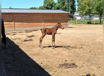 Belgian Sport Horse, Mare, 1 year, Bay-Dark