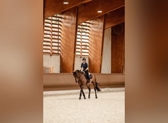 Belgian Sport Horse, Mare, 1 year, Bay-Dark