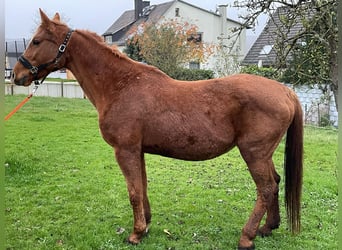 Belgian Sport Horse, Mare, 21 years, 16,1 hh, Chestnut-Red