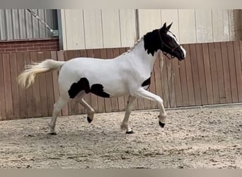 Belgian Sport Horse, Mare, 2 years, 15 hh, Pinto