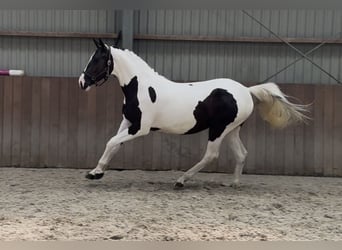 Belgian Sport Horse, Mare, 2 years, 15 hh, Pinto