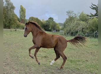 Belgian Sport Horse, Mare, 2 years, 16.1 hh, Chestnut