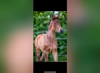 Belgian Sport Horse, Mare, 2 years, 16 hh, Brown