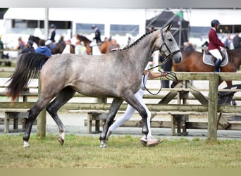 Belgian Sport Horse, Mare, 3 years, 16,1 hh, Gray