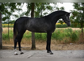 Belgian Sport Horse, Mare, 3 years, 16.2 hh, Grey
