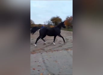 Belgian Sport Horse, Mare, 3 years, 16 hh, Black