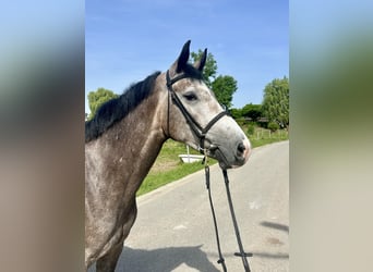 Belgian Sport Horse, Mare, 4 years, 15.3 hh, Grey