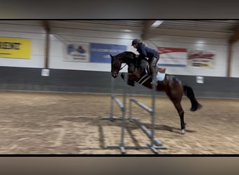 Belgian Sport Horse, Mare, 4 years, 15,3 hh, Bay-Dark