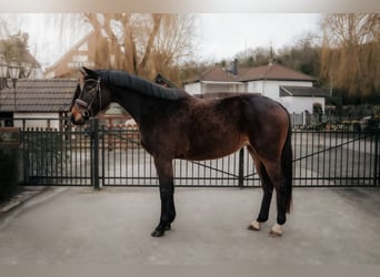 Belgian Sport Horse, Mare, 4 years, 16.1 hh, Brown