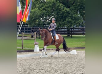 Belgian Sport Horse, Mare, 4 years, 16.1 hh, Brown