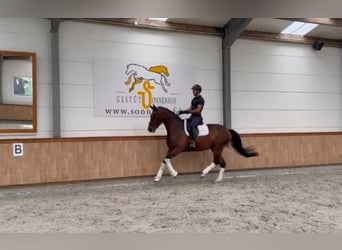 Belgian Sport Horse, Mare, 4 years, 16.1 hh, Brown
